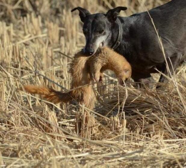 黄鼠狼最喜欢吃什么它的天敌是谁