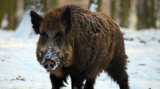 都说野猪是毒蛇天敌,那么两头野猪能多久吃完大连蛇岛的2万毒蛇?