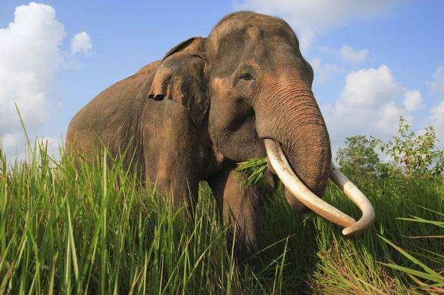 大象怀孕几个月会生:大象的产肉量是猪的10倍，为什么我们不养大象来吃？