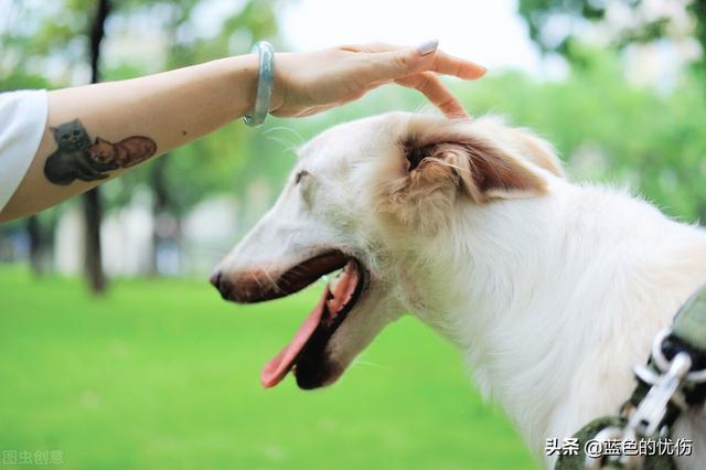 狗狗东西在我里面拔出不来了视频:生肖狗心里最放不下的是谁？