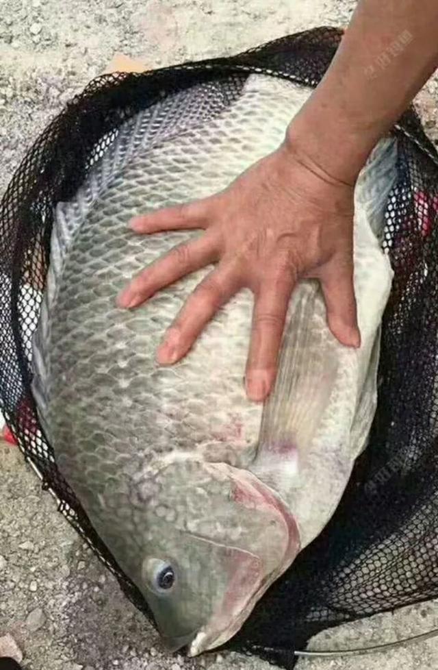 海南淡水鱼养殖:海南有多少种海鱼？怎么样？