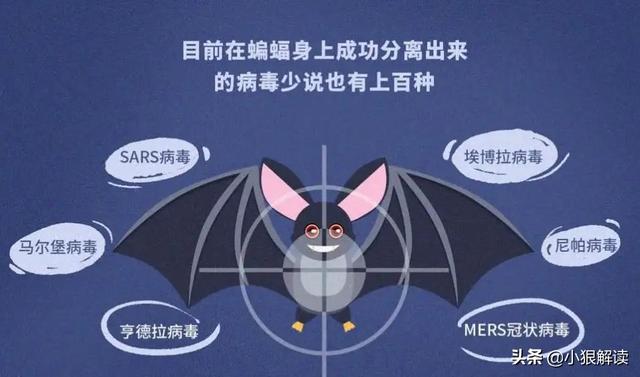 旱獭子什么样:“上岸甲鱼莫伸手，下坡野鸡不能追”，为什么这样说？有道理吗？