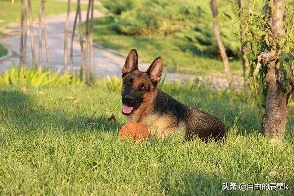 聪明的狗:世上智商排行前三的犬种是哪三种狗？有何依据？