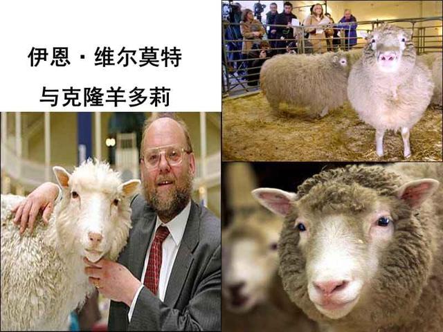 夫妇克隆去世犬:为什么克隆羊多莉死后，克隆技术突然就不受人推崇了？