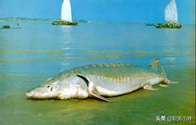 长江底下有多恐怖，长江禁渔十年后，鱼太多导致水里面没有食物，鱼会不会再次进化
