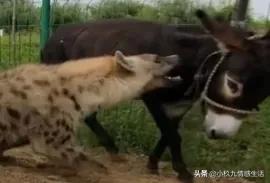 非洲野狗:非洲流浪狮子为什么会组成狮群？