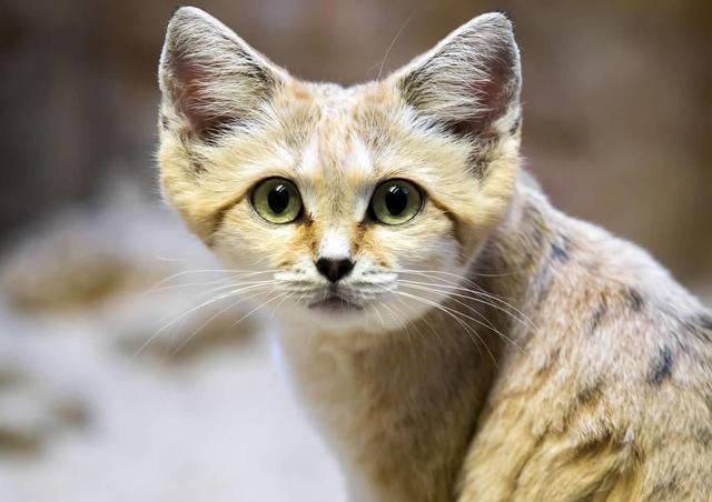 长耳跳鼠多少钱:被称为“猎蛇”专家的“沙漠猫”，为什么可以一个月不喝水？ 长耳跳鼠简笔画
