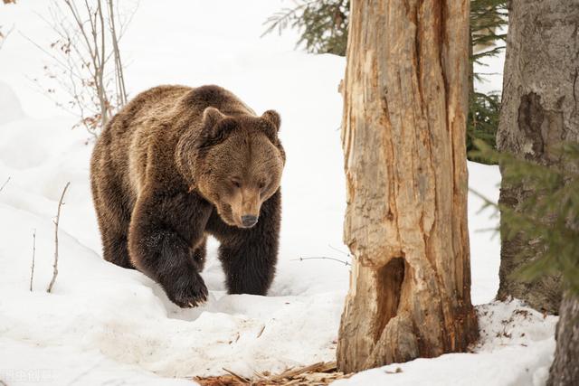棕熊战斗力什么水平，如果拳击运动员在野外遇到棕熊，活命的机会大吗