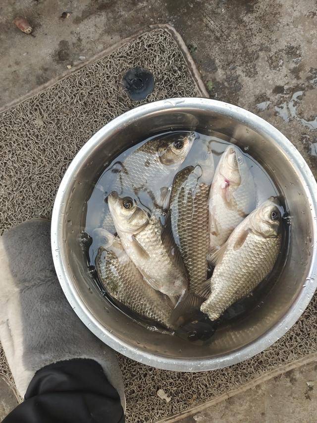 鲫鱼明明刺多,可为什么钓到鲫鱼比钓到其它鱼明显要高兴得多?-惠修网