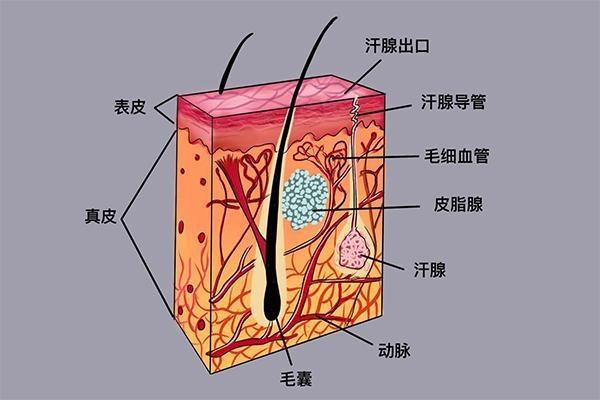 折磨泰迪熊电脑版:人类面对极限高温会有哪些反应？