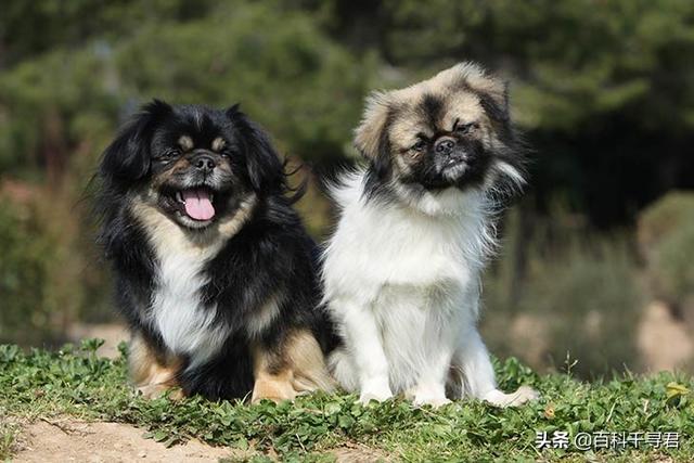 猛犬俱乐部重口视频:听说西藏有种袖狗，现在还有吗？长什么样？
