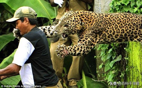 猛兽大对决湾鳄vs白鲨:猛兽大对决河马对牛鲨 印度女子被老虎袭击，用镰刀反击逃生，印度老虎为何频繁袭人？