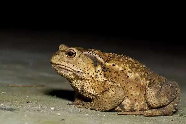 农村里的蟾蜍人可以吃吗?-头条问答