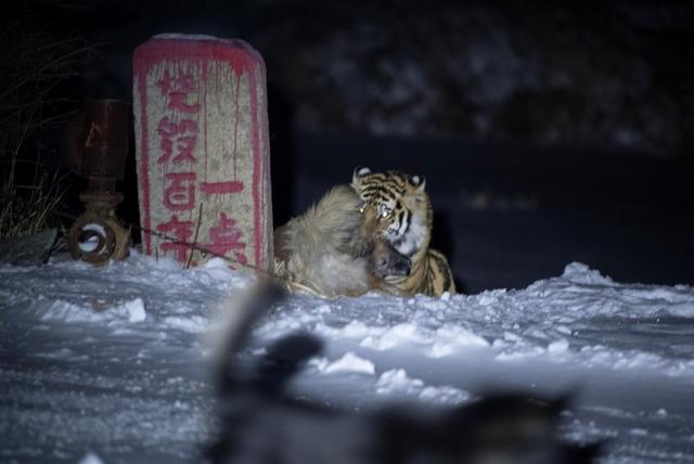 东北虎的资料卡片:东北地区冬季那么冷，野生东北虎能抗过去吗？