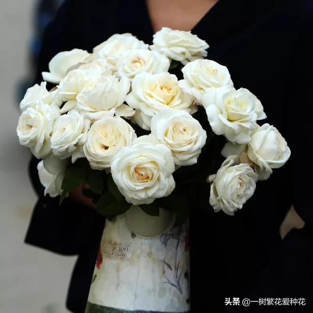 最香的几款月季品种是什么？插图122