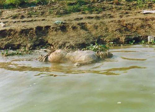 更可怕的是印度的食人族生吃恒河上的浮尸,这也是属吃肉的范围,他们把