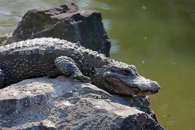 鳄鱼的眼泪:鳄鱼是一种凶猛的动物，但为什么鳄鱼在捕食时会流眼泪呢？