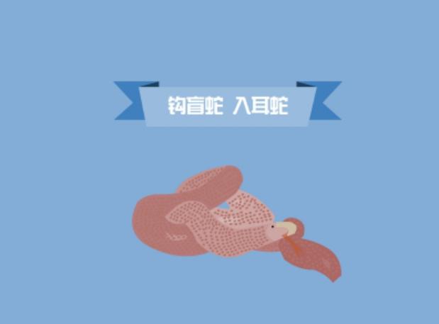 钩盲蛇吞食蚯蚓:蟒蛇为何都是无毒蛇？最初存在的有毒蟒蛇是如何被自然淘汰的？