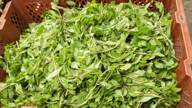 头条问答 - 云南市场上能买到哪些山茅野菜?(8个回答)