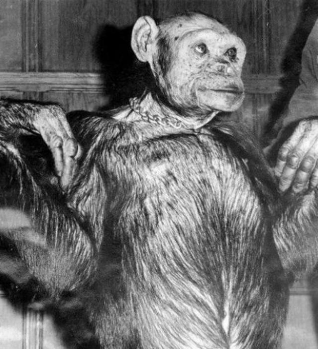 狗狗国外网站大全人猿杂交:美国人对黑人做过哪些可怕的事儿？