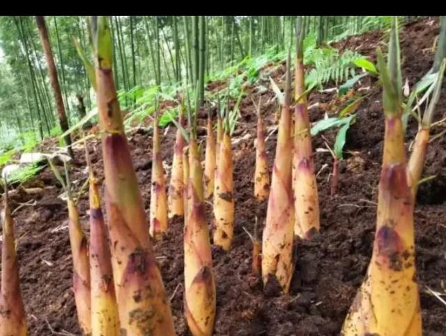 春天到了,说说你们印象之中最深或者最好吃的野菜是什么？