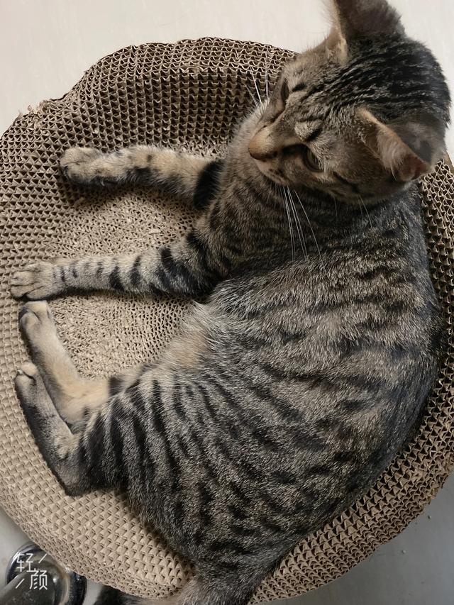 为什么猫更喜欢跟女主人玩耍？插图6