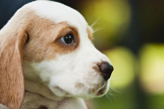 十二生肖对伴侣非常好吗？