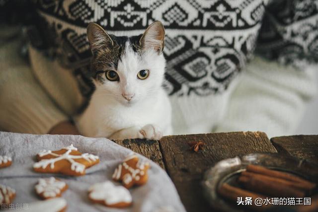 名宠社大连猫舍:为什么我的猫在猫舍好好的一到家就得病？