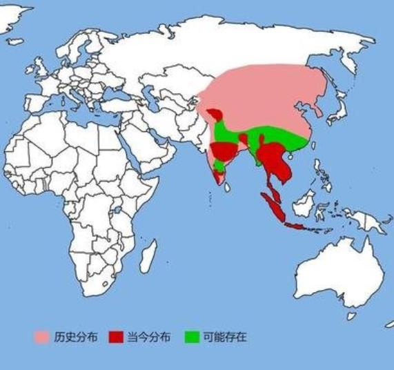 罗得西亚背脊犬捕猎非洲野犬:农村俗语‘宁惹黄大仙，不招红毛狗’，什么是红毛狗？