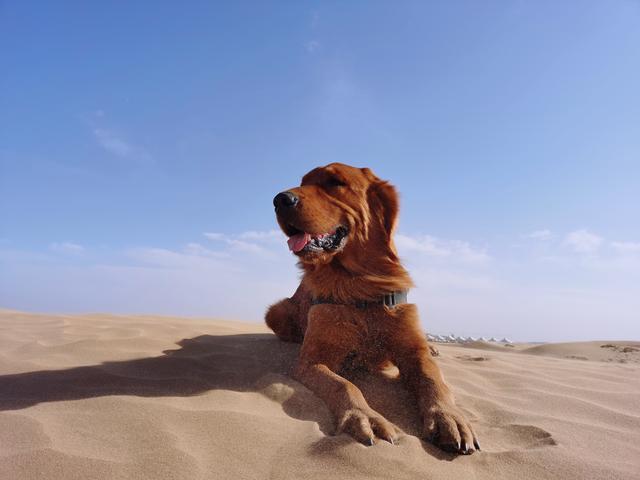 大型宠物犬品种大全及图片:什么大型犬颜值高还护主？