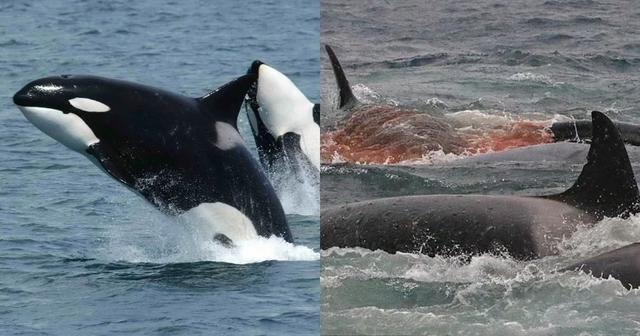 蓝鲸那么大，如果有鲨鱼或者虎鲸来咬它怎么办？