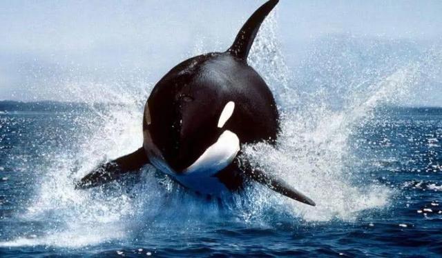 海中凶猛鱼类图片:凶狠的大白鲨为什么不吃虎鲸，是因为打不过吗？