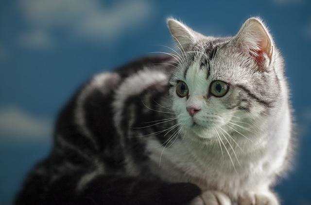诈尸事件:恐怖片中猫猫为何不能接近死人