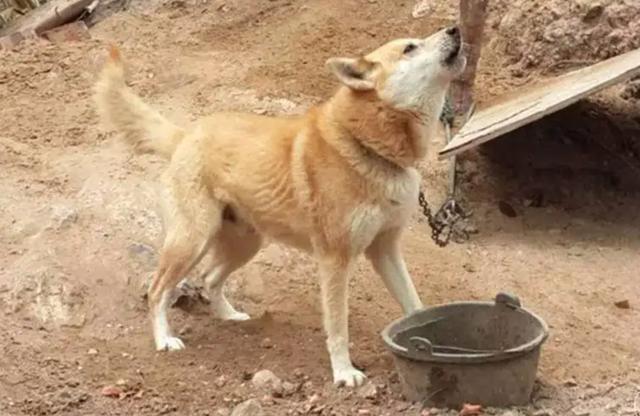 中国土狗图片:农村半夜土狗叫不停，开门一看啥都没有，狗叫是啥原因？