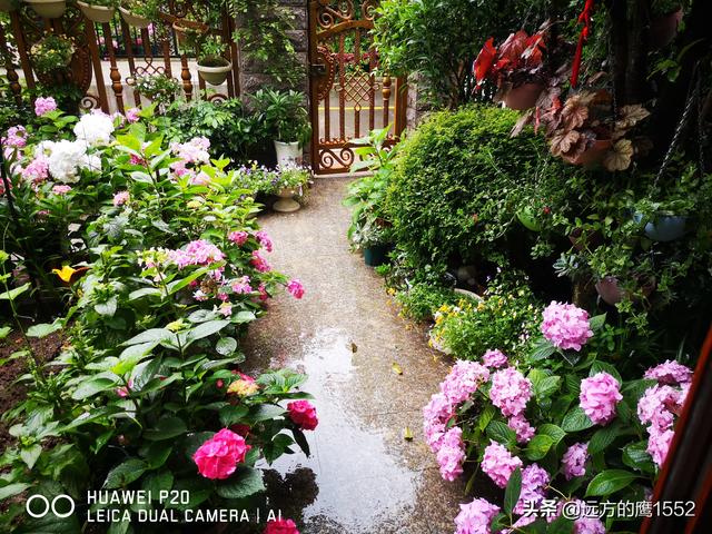 桃叶珊瑚适合种家里吗:绣球花可以种在桂花树下吗？