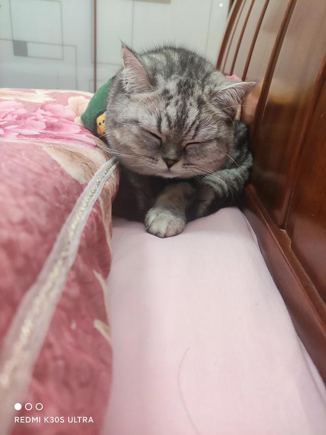 猫咪:大家真的能接受猫咪上床吗？