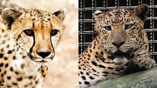 猎豹属:猎豹和花豹有什么区别？谁更强一些？会互相攻击或者交配吗？