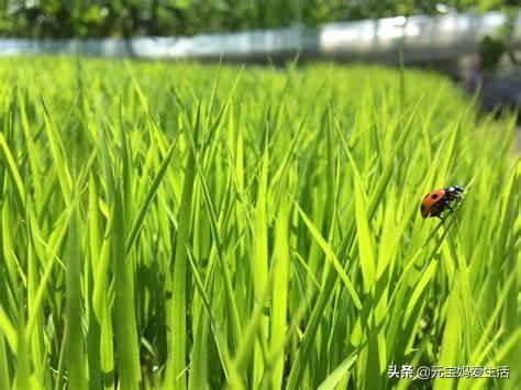 牙签鸟的新窝:喜鹊窝明明看上去还是完好的，为啥它们每年还是重新架窝呢？