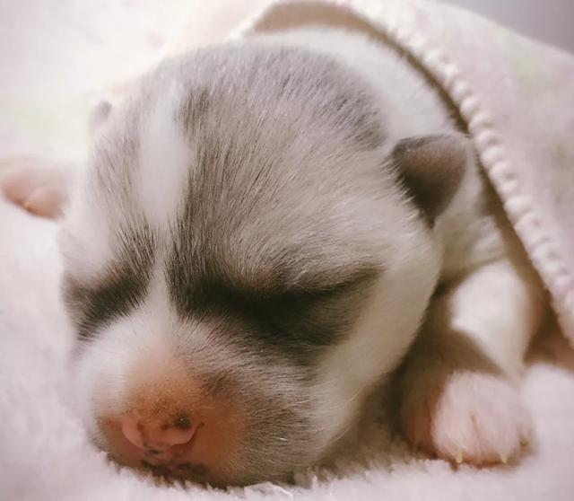 为什么有人说最好不要养3个月以内的小奶狗？插图6