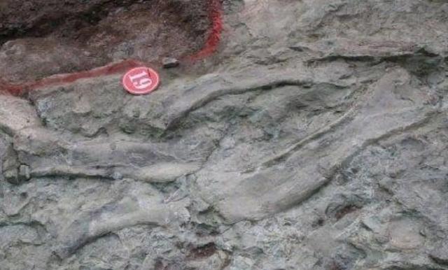 中国发现的活恐龙，四川广元旺苍县发现马门溪龙集中埋藏地，这对我国意味着什么呢
