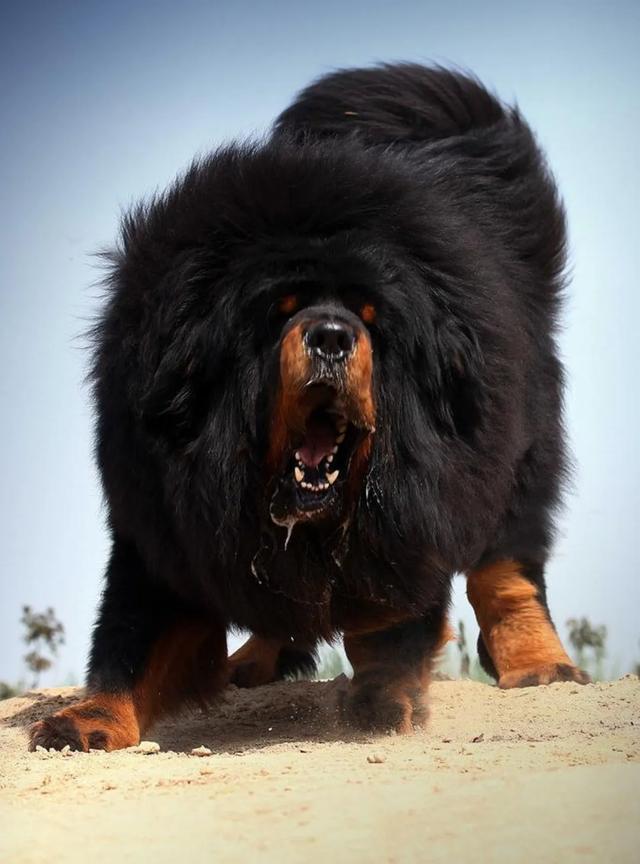 土耳其坎高犬 藏獒:世界上最凶悍的犬有哪些？