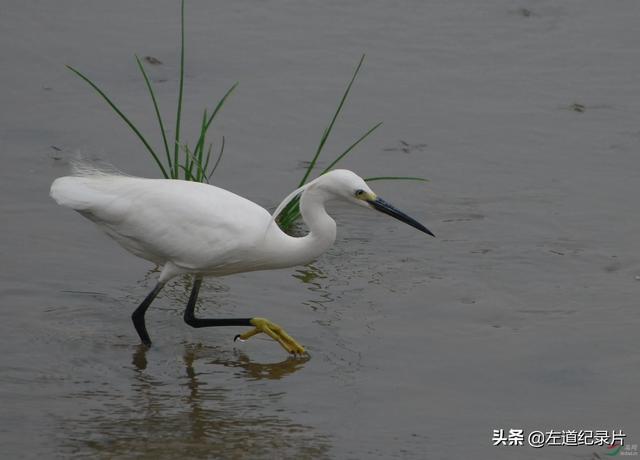 鱼的寿命有多久？有没有人见过鱼老死？插图9