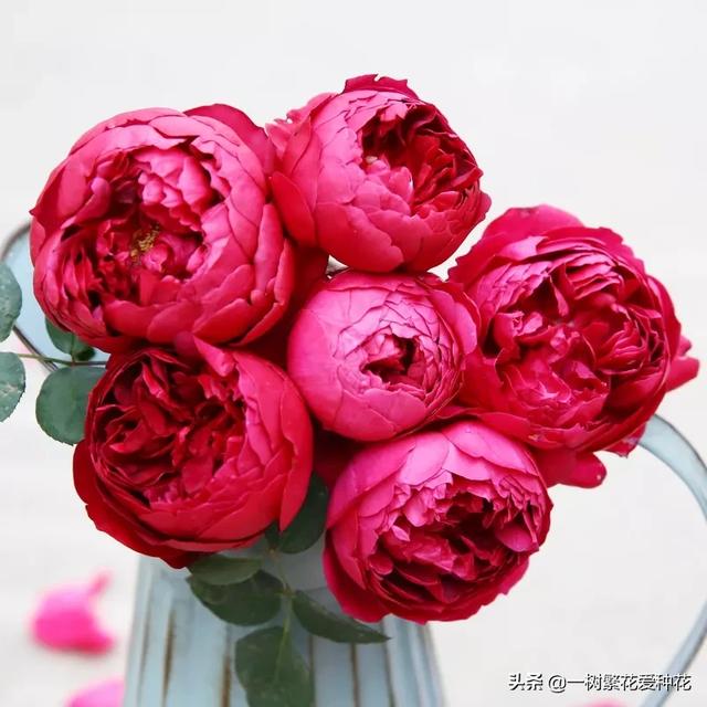 最香的几款月季品种是什么？插图123