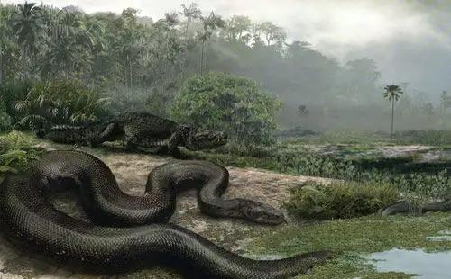 绿水蚺眼镜蛇:眼镜蛇为什么不是百蛇之王？它的毒性不是很强吗？