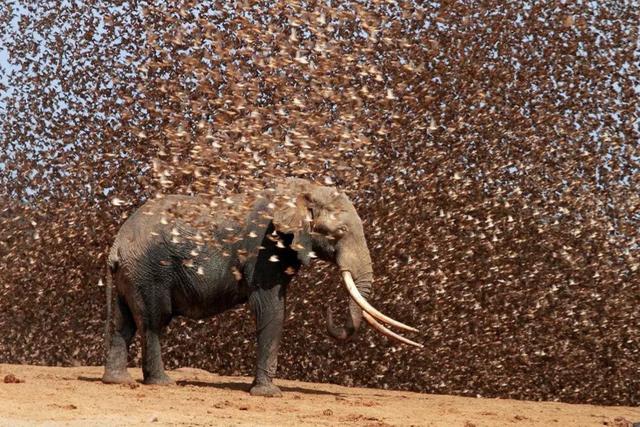 我国本地麻雀去哪了，20万只麻雀围攻一头大象，接下来会发生什么