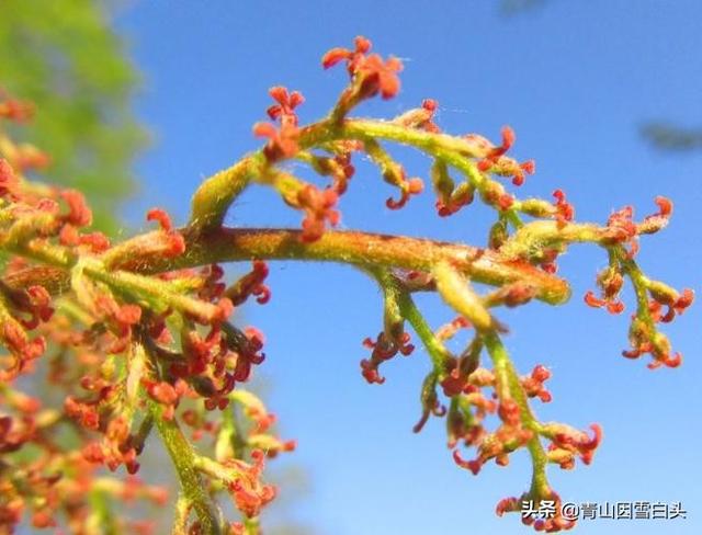 黄连木价格:现在种植黄连木有发展前景吗？