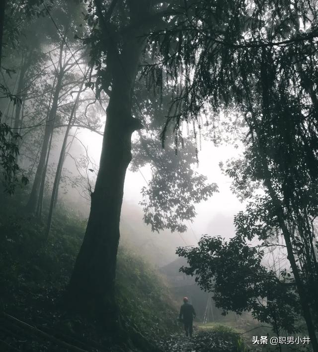 湘西奇闻异事小说，为什么农村的老人说：没有虫鸣的深山，不要只身前往