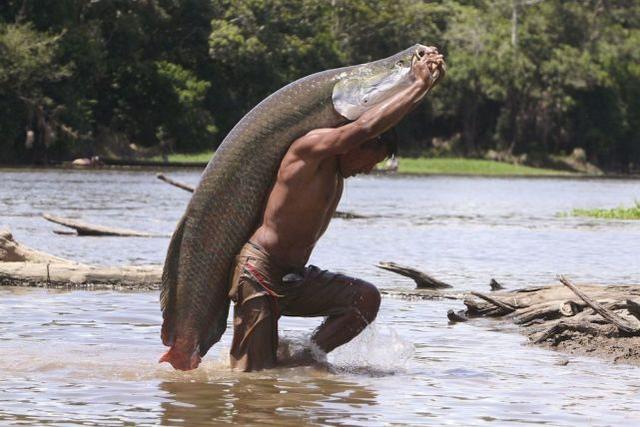 佐埃人 亚马逊之泪，食人鱼这么可怕，为什么没有称霸亚马逊河