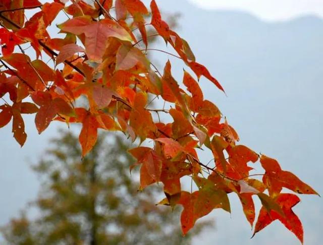 小伶玩具大全_枫树球怎么使用