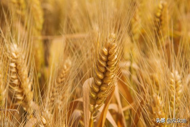 小麦真的是狗尾巴草培育出来的吗？